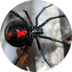 Ant exterminator Florida removing colonies and preventing future infestations.