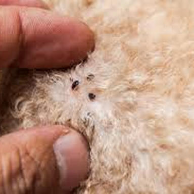 Bed bug exterminators Florida providing thorough inspections and treatment plans.