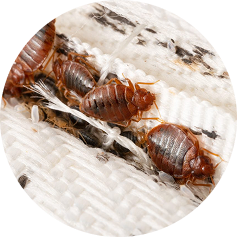 Best exterminator in Central Florida providing reliable pest removal solutions.