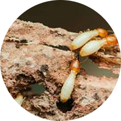 Bug exterminator Florida offering fast and effective pest elimination services.