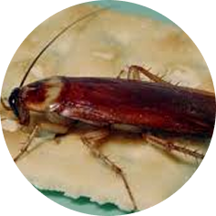 Cockroach exterminator Florida removing infestations and preventing return.