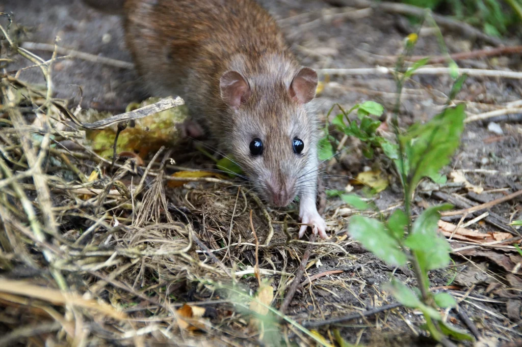 Control rodent Florida services eliminating infestations and preventing future damage.