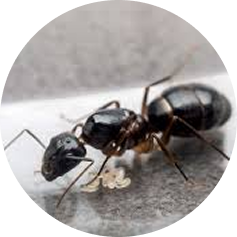 Florida ant exterminator removing infestations and preventing future issues.