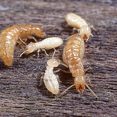 Florida exterminator offering expert pest removal and prevention services.
