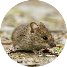 Florida rodent control services protecting homes from rats and mice infestations.