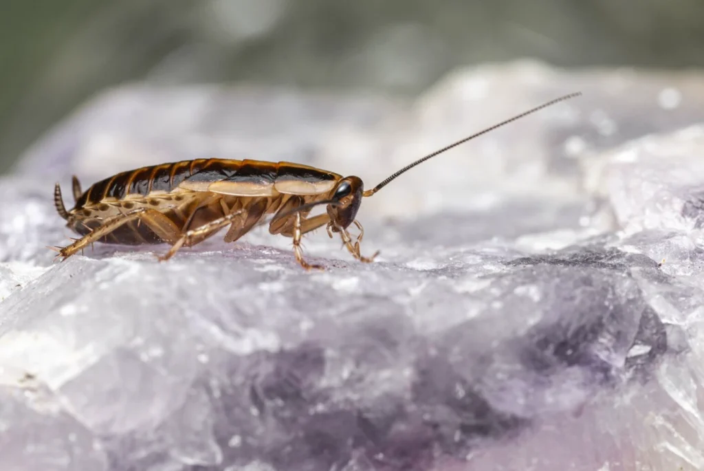 Pest control companies South Florida offering trusted pest management services.