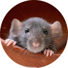 Rodent control South Florida providing safe removal and prevention solutions.