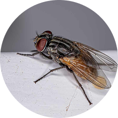 South Florida exterminator delivering fast and effective pest control services.