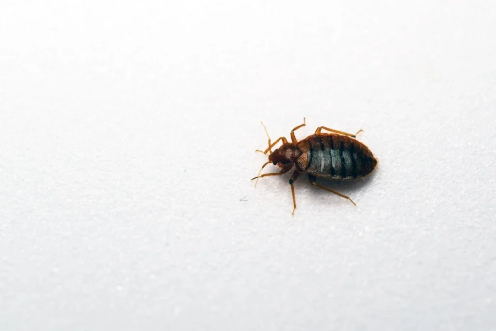 South Florida pest control experts delivering safe and effective pest removal services.